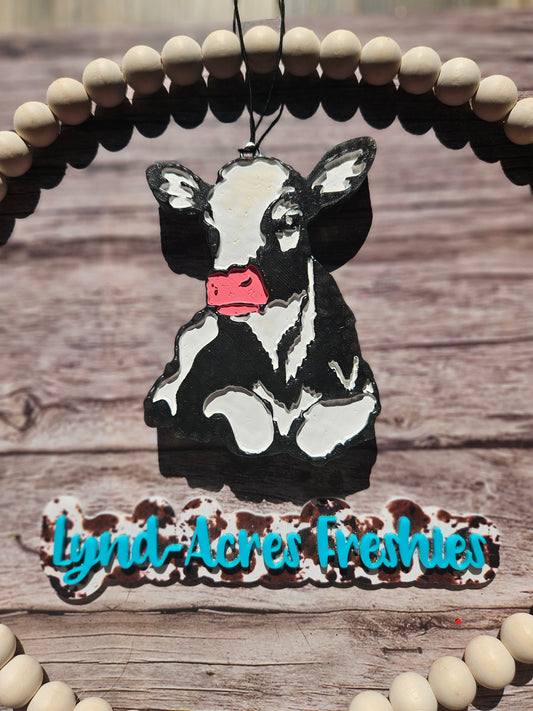 Holstein Calf